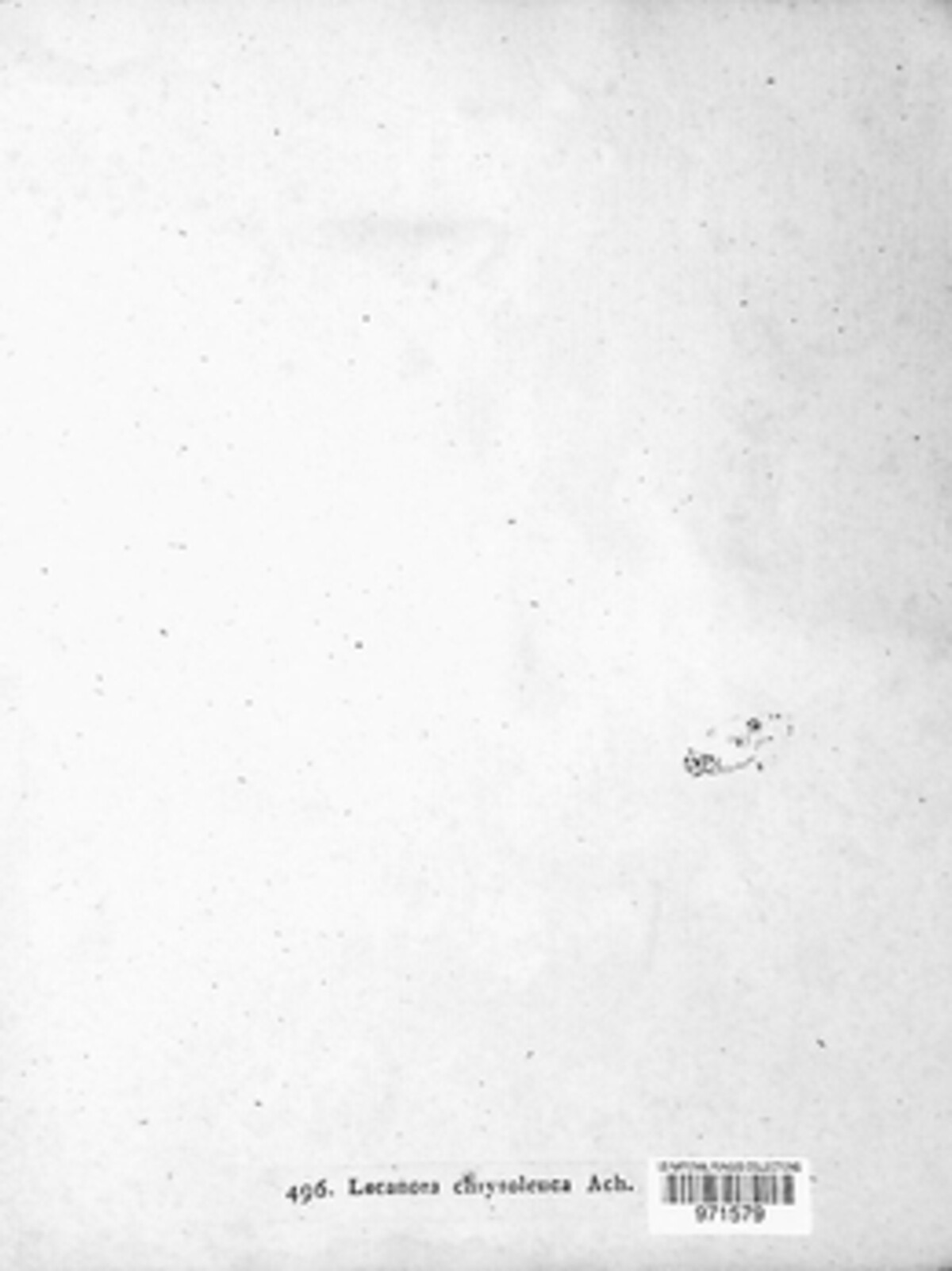 Lecanora chrysoleuca image